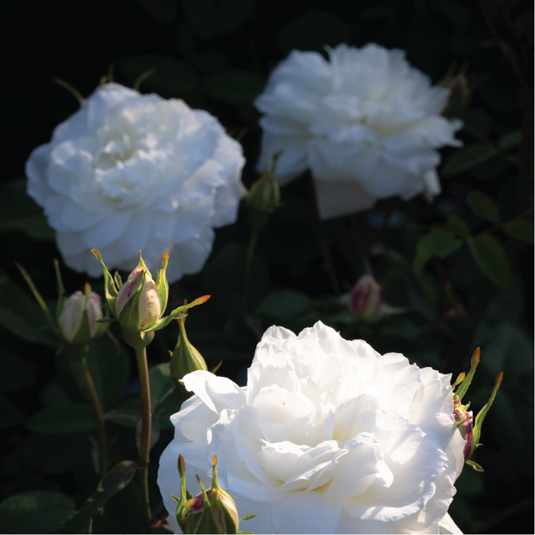 Manor House in Hampshire white roses 6 Manor House in Hampshire white roses 6