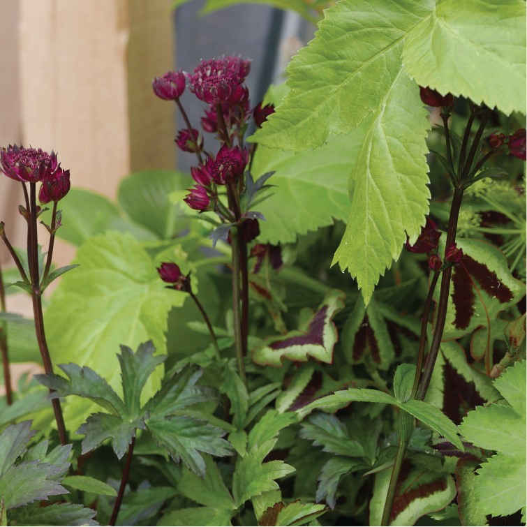 Chelsea Flower Show 2019 Oxenwood 5